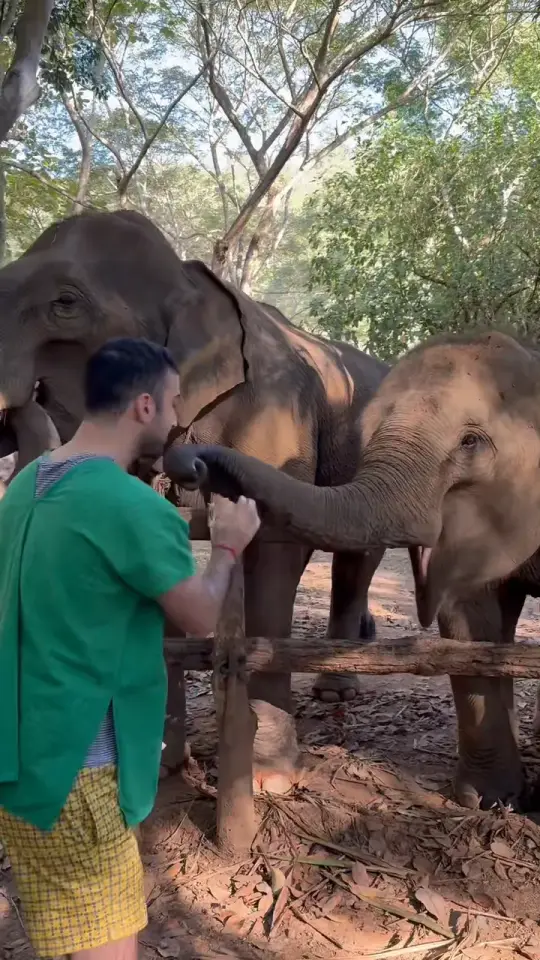 Andrea feeding an elephant that reaches out with its trunk